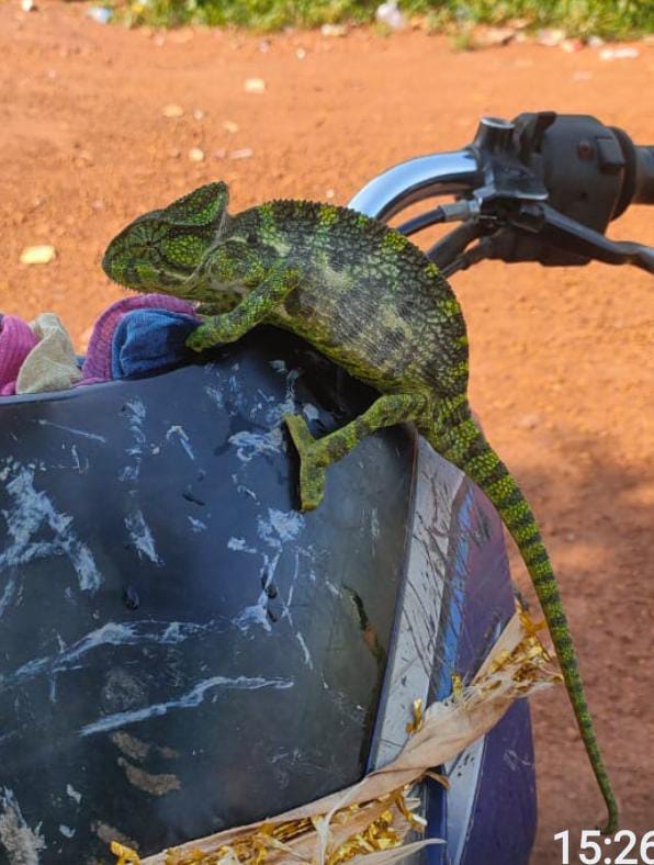 ରାଜଧାନୀରେ ବହୁରୂପୀ ଏଣ୍ଡୁଅ ଦେଢ଼ଲକ୍ଷ ଟଙ୍କା ! ଚଢ଼ଉ କଲା ବନବିଭାଗ