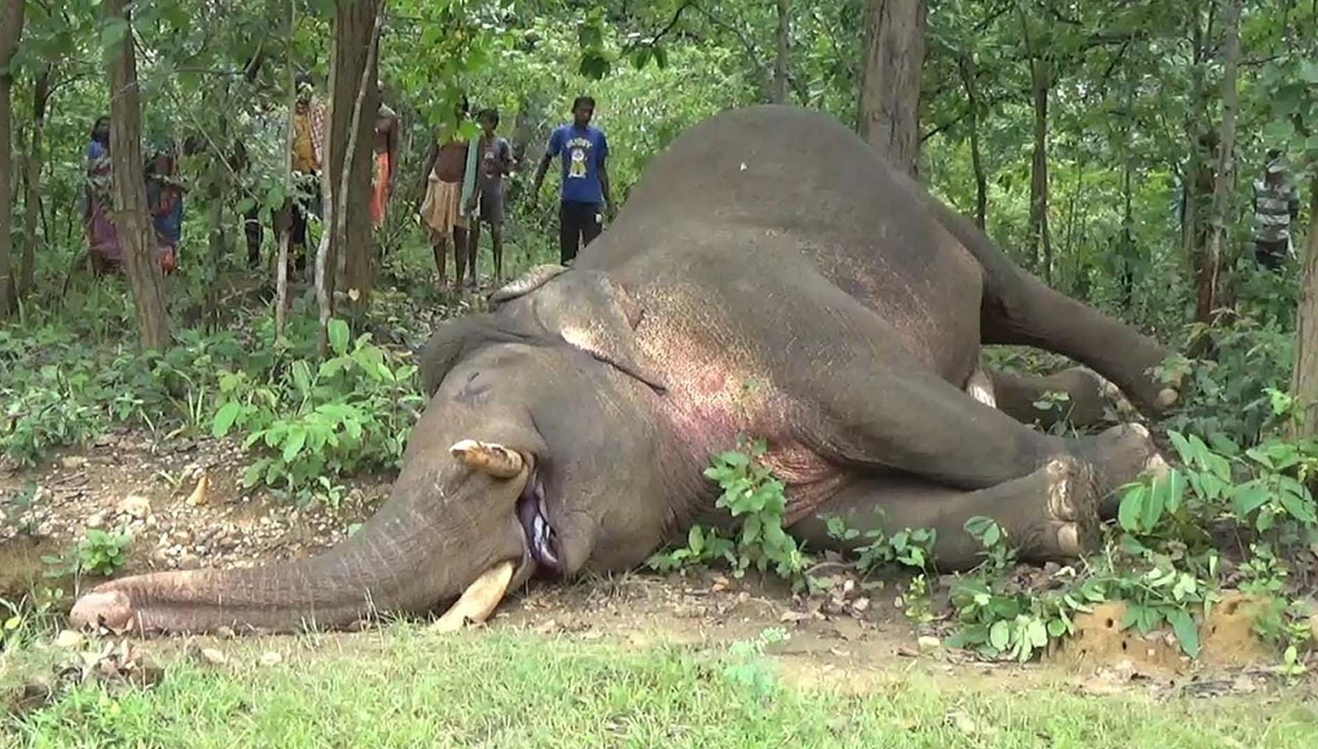 ହାତୀ ମୃତ୍ୟୁକୁ ନେଇ ନିଲମ୍ବିତ ହେଲେ ୨ ଫରେଷ୍ଟର 