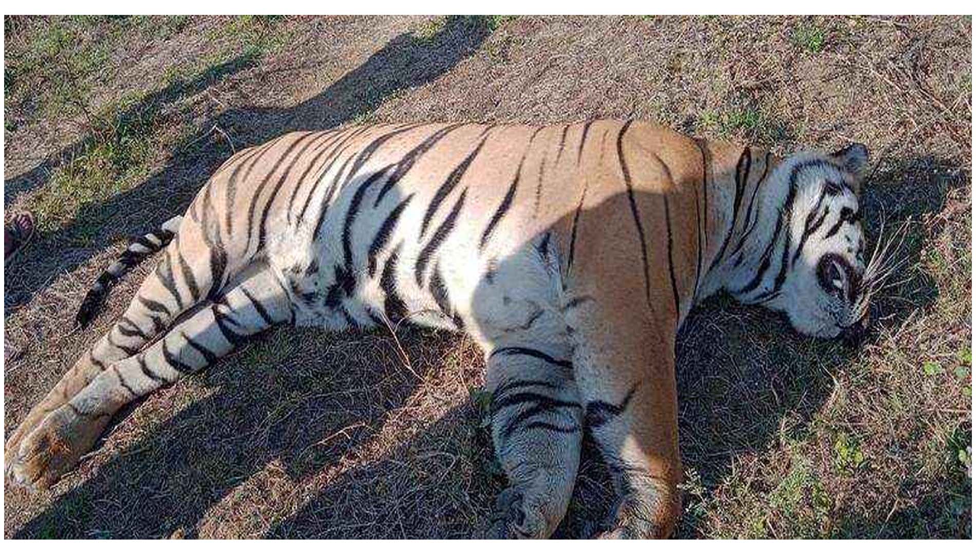 କଲରାପତରିଆ ବାଘର ମୃତଦେହ ଠାବ