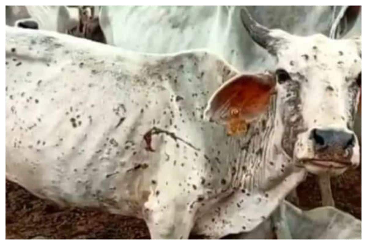 ଲମ୍ପି ଭାଇରସର ଲକ୍ଷଣ
