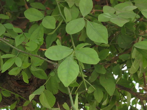 ଆପଣଙ୍କୁ ସୁନ୍ଦର କରିବ ବେଲପତ୍ର