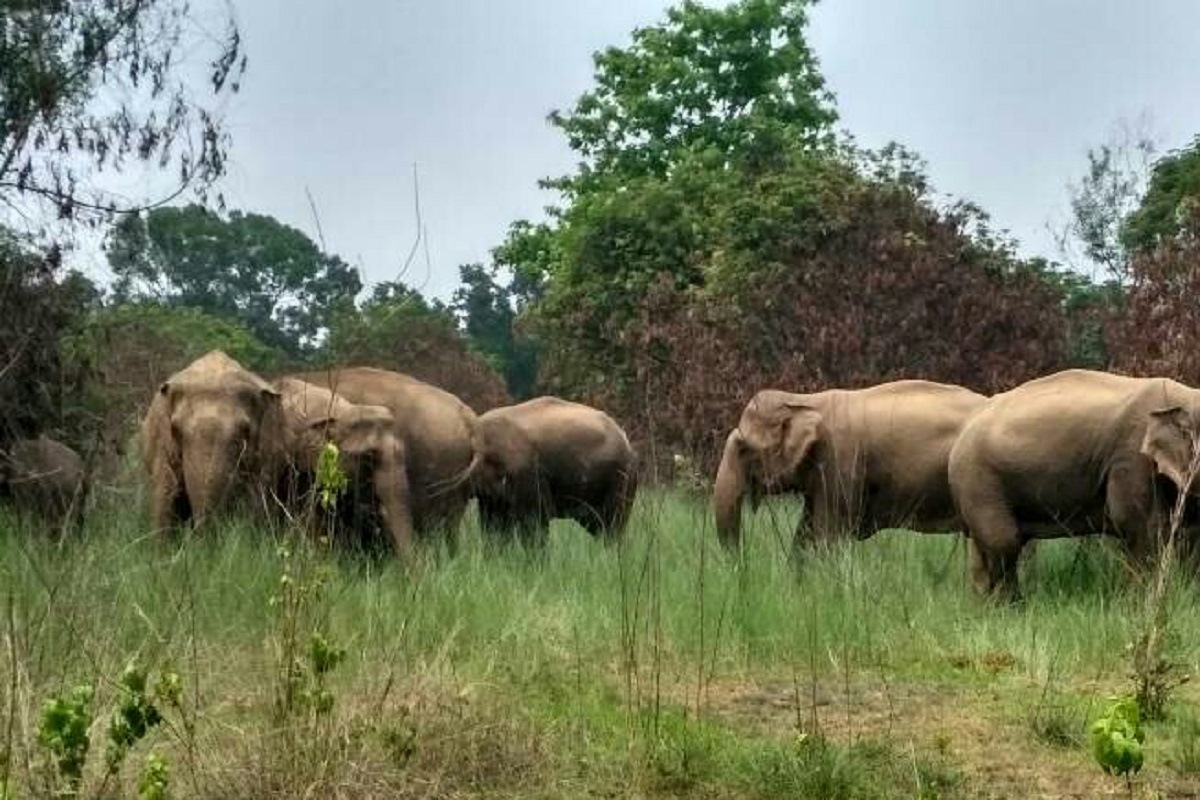 ବନ କର୍ମଚାରୀଙ୍କୁ ପିଟିଲେ ଗ୍ରାମବାସୀ, କାରଣ ଜାଣିଲେ ହେବେ ଚକିତ
