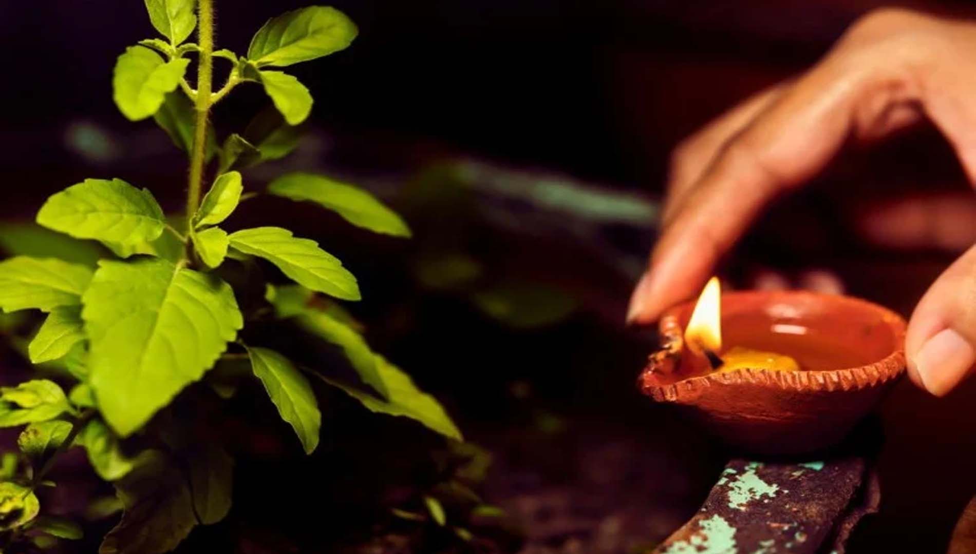 କାର୍ତ୍ତିକ ମାସରେ ତୁଳସୀ ପୂଜା କରୁଥିଲେ, ଏହି କଥା ଧ୍ୟାନ ରଖନ୍ତୁ