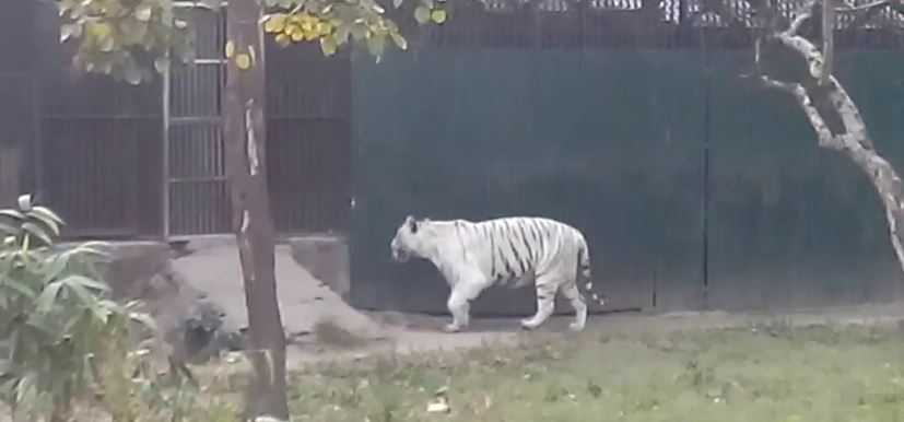 ନନ୍ଦନକାନନର ଧଳାବାଘ ‘ବିଜୟା’ ଅସୁସ୍ଥ