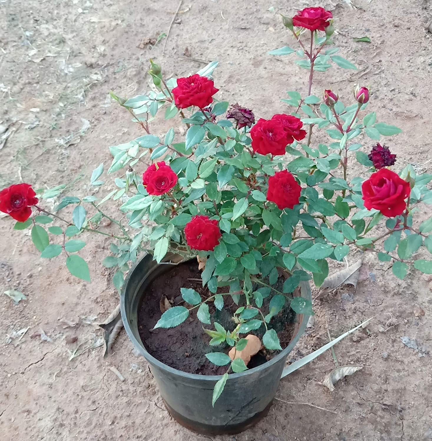 ଘରେ ଗୋଲାପ ଗଛ ଲଗାଇବାର ଫାଇଦା