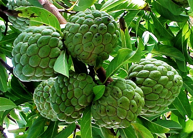  ସ୍ୱାସ୍ଥ୍ୟ ପାଇଁ କେତେ ଲାଭ ଦାୟକ ଆତ?