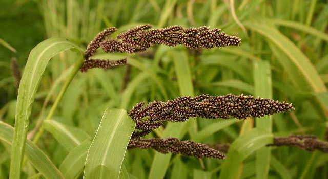 ମାଣ୍ଡିଆ ଚାଷୀଙ୍କ ପାଇଁ ଖୁସି ଖବର, ଜାଣନ୍ତୁ କ'ଣ 