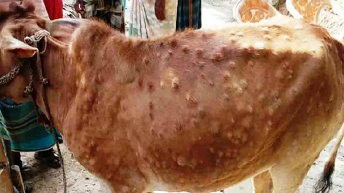 ଚିନ୍ତାରେ ଗୋଚାଷୀ, ଡରାଇଲାଣି ଲମ୍ପି ରୋଗ