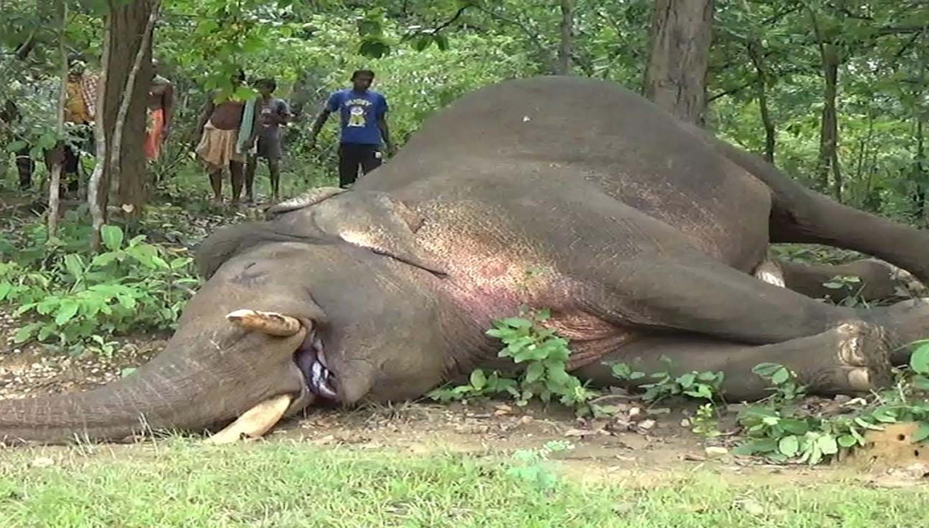 କମଳା ବଗିଚାରୁ ମାଈ ହାତୀର ମୃତଦେହ ଉଦ୍ଧାର