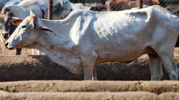 ଏଣିକି ରାଜ୍ୟରେ ମାଗଣାରେ ଗୋମହିଷାଦିଙ୍କୁ  ମିଳିବ ଚର୍ମବିଣ୍ଡି ରୋଗର ପ୍ରତିଷେଧକ ଟିକା