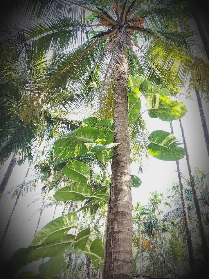 ଘରେ ଲଗାନ୍ତୁ ଏହି ଗଛ, ବଢିବ ସୁଖ ସମୃଦ୍ଧି ଧନ 