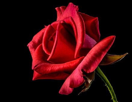 ଚାଲିଛି ପ୍ରେମ ସପ୍ତାହ, ଆକାଶ ଛୁଆ ଗୋଲାପ ଦର 