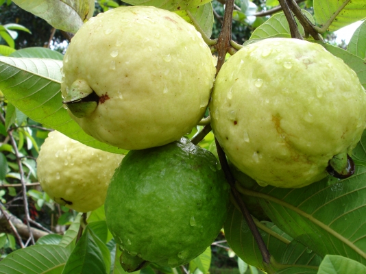 ଲକ୍ଷପତି  କରିଦେଲା  ପିଜୁଳି ଚାଷ 