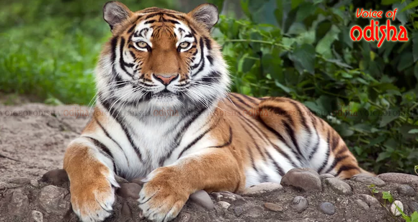 ଜାଣନ୍ତୁ ସାତକୋଶିଆରେ ବାଘ ସଂଖ୍ୟା କେତେ?