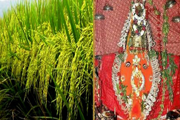 ନୂଆଖାଇ ପାଇଁ ବାହାରିଲା ଲଗ୍ନ