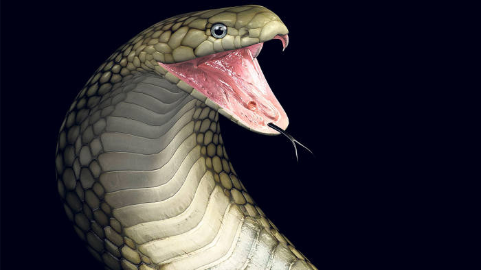 ସାପ ନେଲା ୬ ଜୀବନ