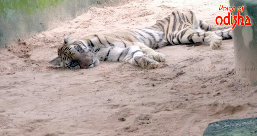 ଆଖିବୁଜିଲା ମହାବଳ ଶୁଭ୍ରାଂଶୁ