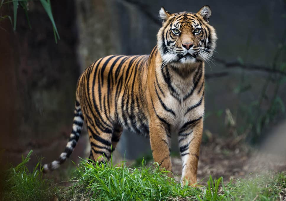 ପୁଣି ବାଘ, ଲୋକେ ଛାନିଆ