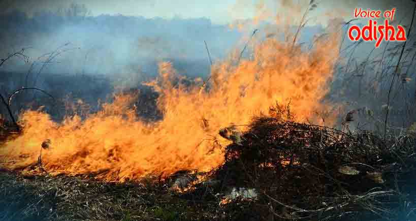 ଫସଲରେ ନିଆଁ ଲଗାଇଲେ ଚାଷୀ 