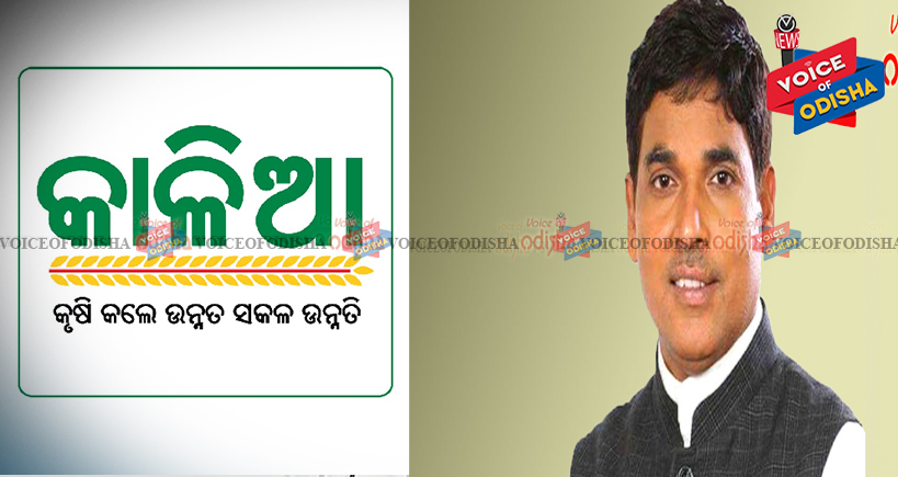 କଳାହାଣ୍ଡିରେ ସର୍ବାଧିକ ‘କାଳିଆ’ ଅଯୋଗ୍ୟ