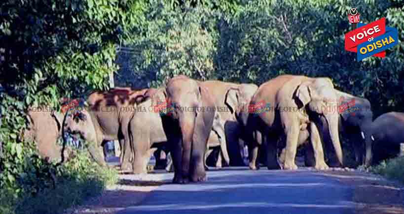 କରଞ୍ଜିଆରେ ହାତୀପଲଙ୍କ ଉପଦ୍ରବ