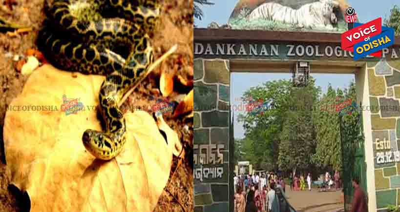  ନନ୍ଦନକାନରେ ଆଉ ଏକ ଆନାକୋଣ୍ଡା ମୃତ