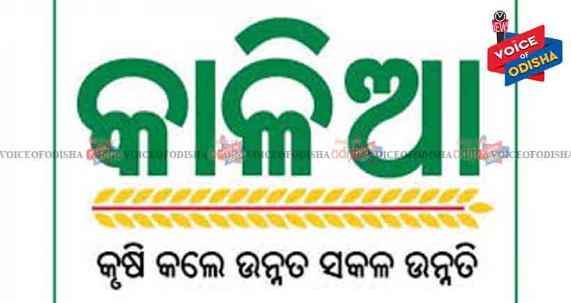 ପୂର୍ବତନ ବିଧାୟକଙ୍କ ବୋହୂ "କାଳିଆ' ହିତାଧିକାରୀ