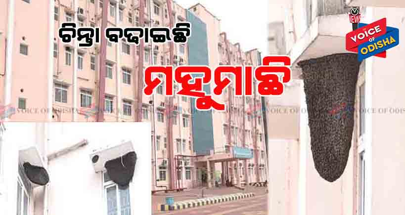 ମେଡିକାଲରେ ରୋଗୀଙ୍କୁ ଡରାଉଛି ମହୁମାଛି ...