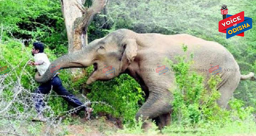 ହାତୀ ସହ ସେଲ୍ଫି ପଡିଲା ମହଙ୍ଗା