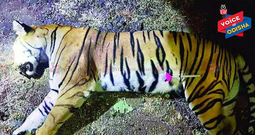 ବଢ଼ୁଛି ବାଘ ମୃତୁ୍ୟ, ୨୦୧୯ରେ ମରିଛନ୍ତି ୧୧୦ ବାଘ, ୪୯୧ ଚିତାବାଘ 