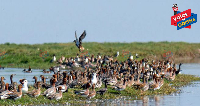 ଚିଲିକାରେ ୧୮୪ ପ୍ରଜାତିର ୧୧ ଲକ୍ଷରୁ ଅଧିକ ପକ୍ଷୀ