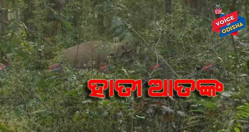 ବାରିପଦା ସହର ନିକଟସ୍ଥ ସ୍ପିନିଂମିଲ୍ ଜଙ୍ଗଲରେ ଦନ୍ତାହାତୀ 