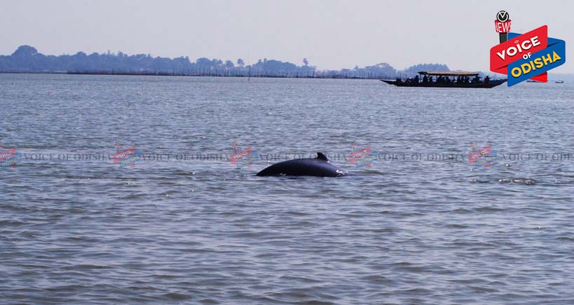  ରବିବାର ଚିଲିକାରେ ଡଲଫିନ୍ ଗଣନା ଶେଷ, ଦେଖାଦେଲେ ୧୪୬ ଇରାୱାଡି ଡଲଫିନ୍‌