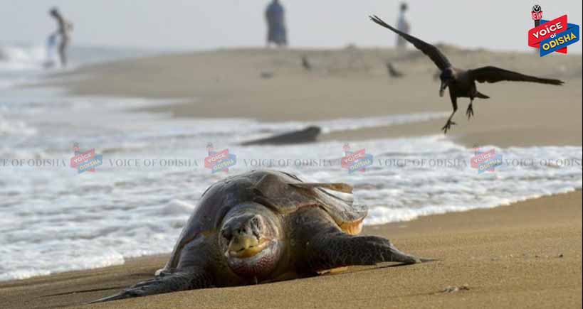 ଚନ୍ଦ୍ରଭାଗାରେ ଅସୁରକ୍ଷିତ ଅବସ୍ଥାରେ ଅଲିଭ୍‌ରିଡ୍‌ଲେ, ପ୍ରତି ଦିନ ମାଳମାଳ ଅଲିଭ ରିଡ୍‌ଲେଙ୍କ ମୃତ୍ୟୁ