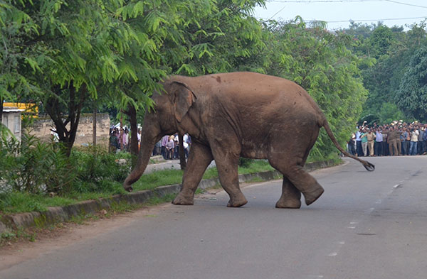 ସାବଧାନ, ଭୁବନେଶ୍ୱରରେ ମାତିଛି ନରହନ୍ତା ହାତୀ 
