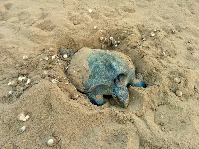 ଋଷିକୁଲ୍ୟାରେ ବିରଳ ଦୃଶ୍ୟ