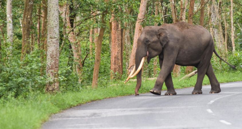 ହାତୀ ଆକ୍ରମଣରେ ବୃଦ୍ଧ ମୃତ । 