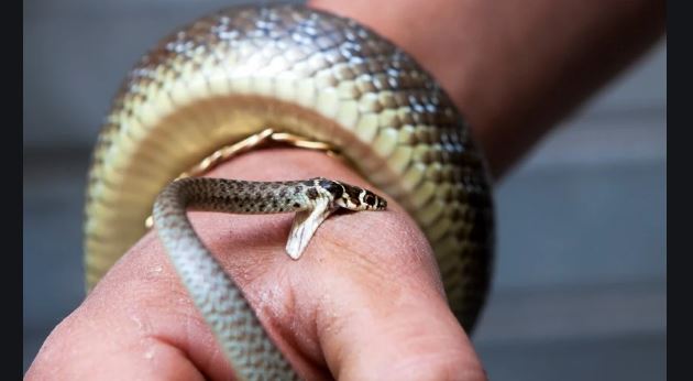  ସାପ କାମୁଡାରେ ଜଣେ ମୃତ । 