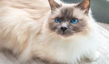 ବିଲେଇ ପାଇଁ ଏତଲା