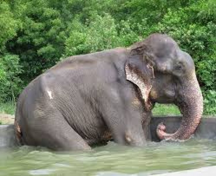 ନନ୍ଦନକାନନରେ ହାତୀ ମାମାକୁ ଦେଖିବେ ପର୍ଯ୍ୟଟକ