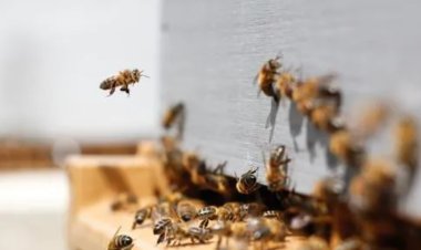 Students, Teacher Suffer Bee Stings While Going To Exam Center in Keonjhar