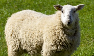 Mysterious killing Of Sheep Reported From Niali