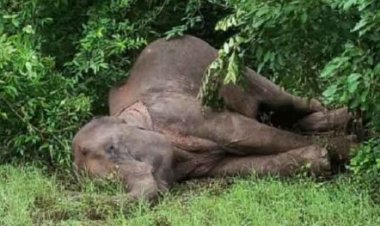 Carcass Of Female Elephant Recovered From Ganjam Forest