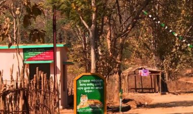 Tiger kills elderly woman in Nuapada village, fear looms large