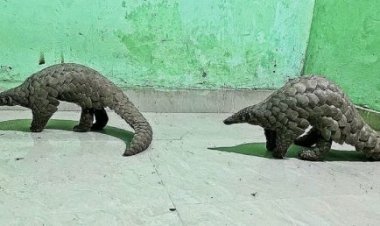 Two wildlife smugglers held with live pangolins in Boudh