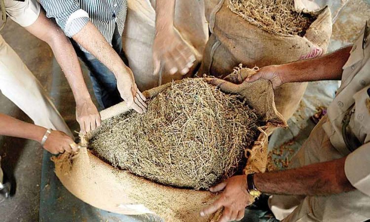 108 kg ganja seized, 6 arrested in Angul