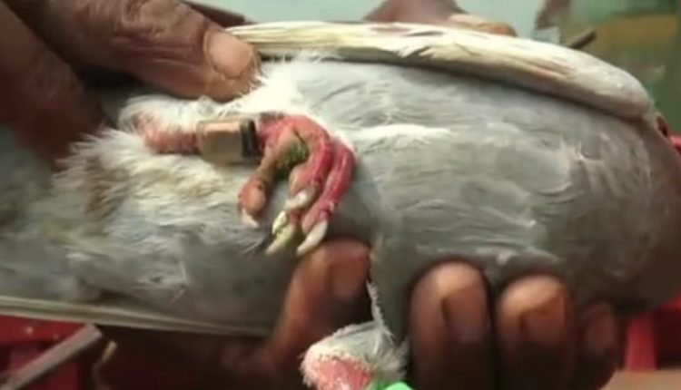 ‘Spy pigeon’ caught off Paradip coast to be sent to CFSL