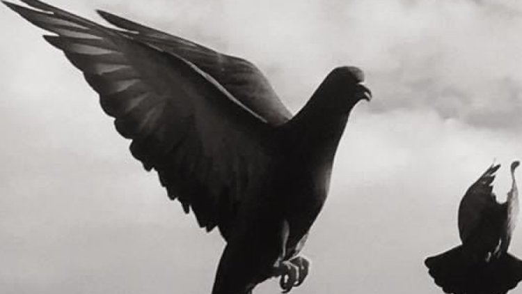 ପୁଣି ଏକ ସନ୍ଦିଗ୍ଧ ପାରା ଠାବ