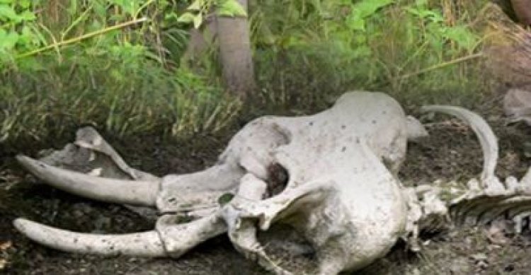 Elephant carcass found in Satkosia sanctuary