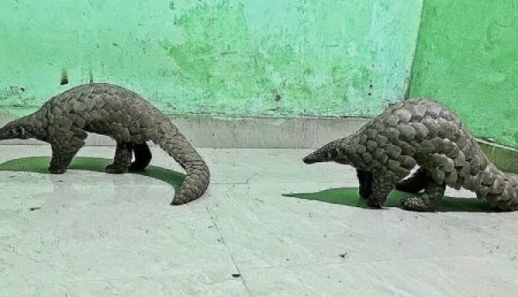 Two wildlife smugglers held with live pangolins in Boudh